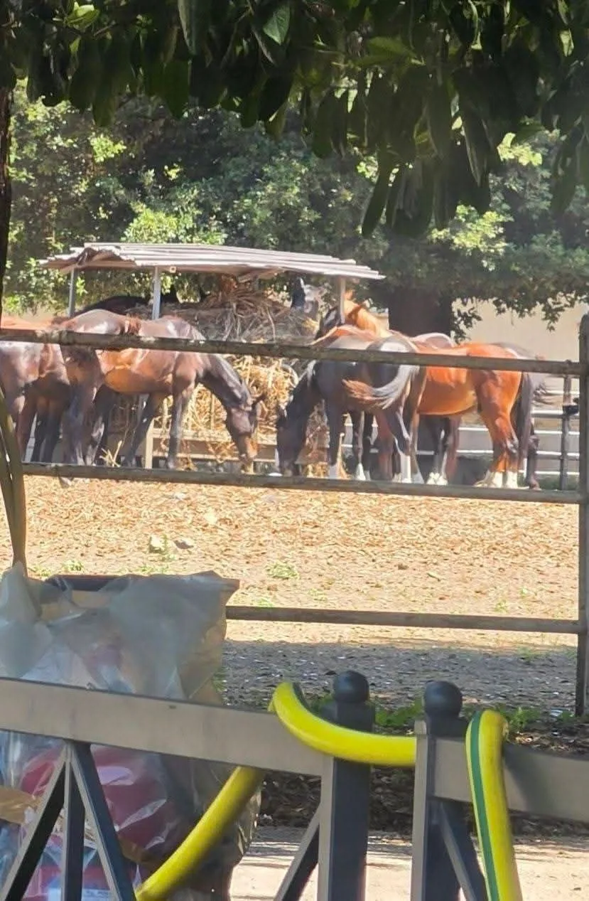 Cavalli nel recinto all'aperto del Centro, visti oltre la staccionata