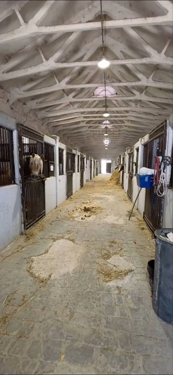 Lungo corridoio delle scuderie con i box dei cavalli su entrambi i lati