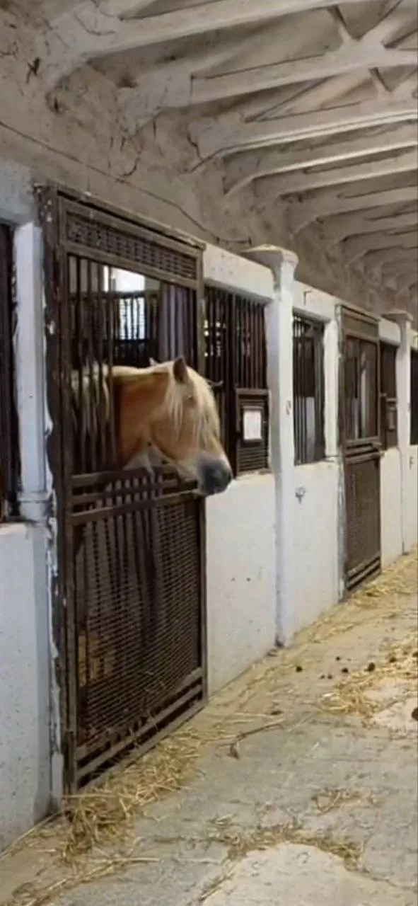 Cavallo dal mantello chiaro che si affaccia dal suo box nelle scuderie