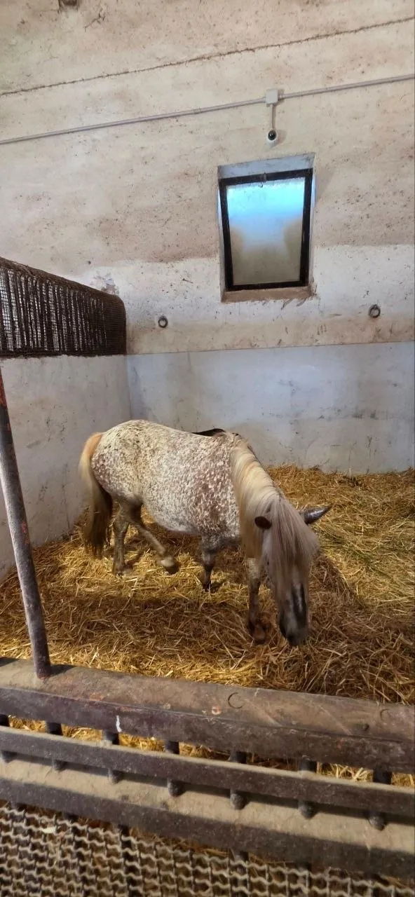 Cavallo grigio pomellato che mangia il fieno nel suo box