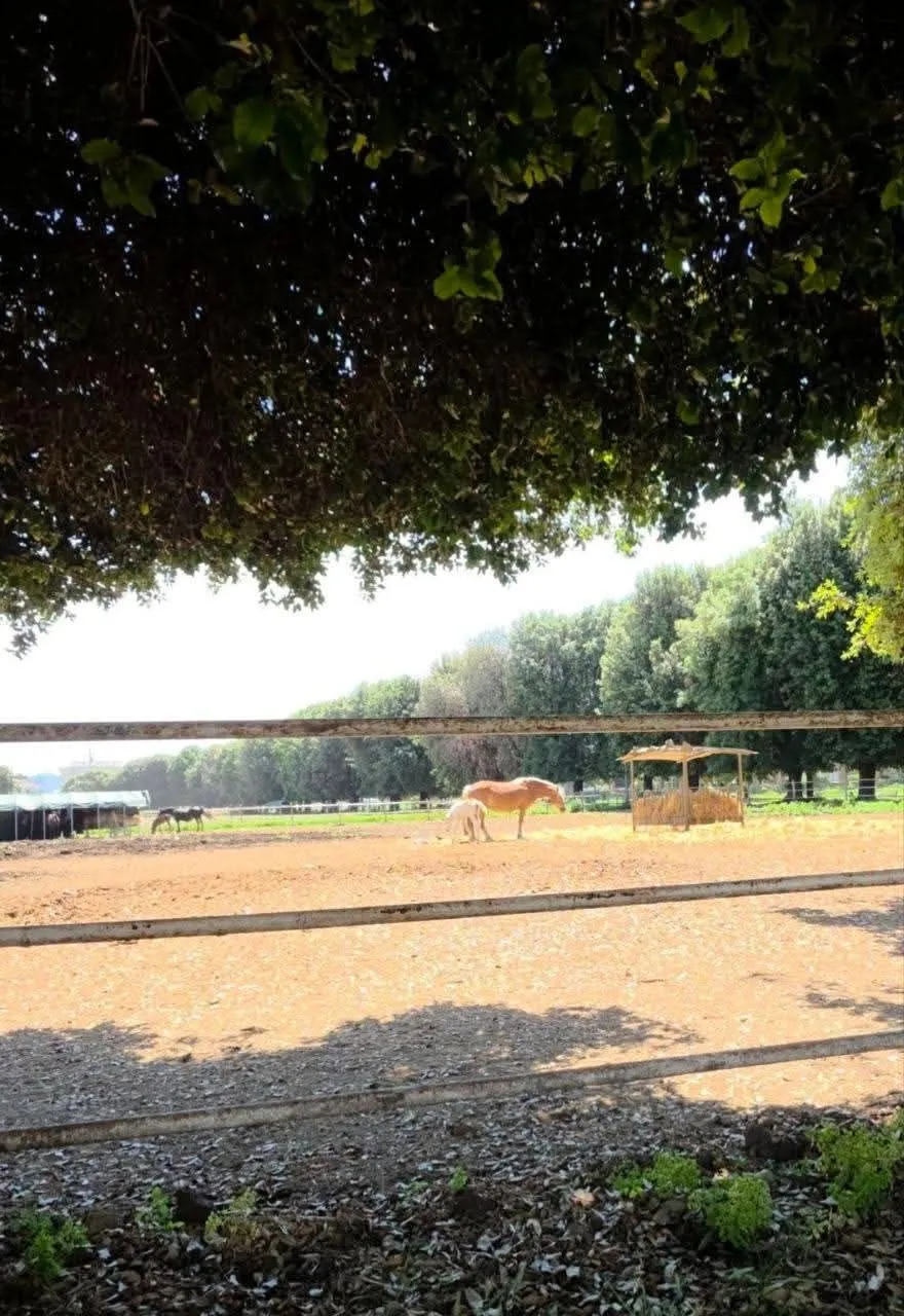 Paddock all'aperto con un cavallo in lontananza, sotto le fronde di un grande albero