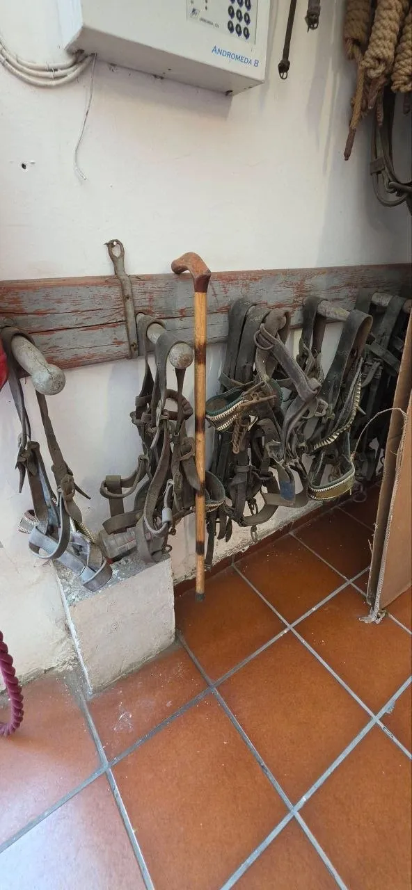 Finimenti d'epoca appesi alla parete del Museo delle Carrozze