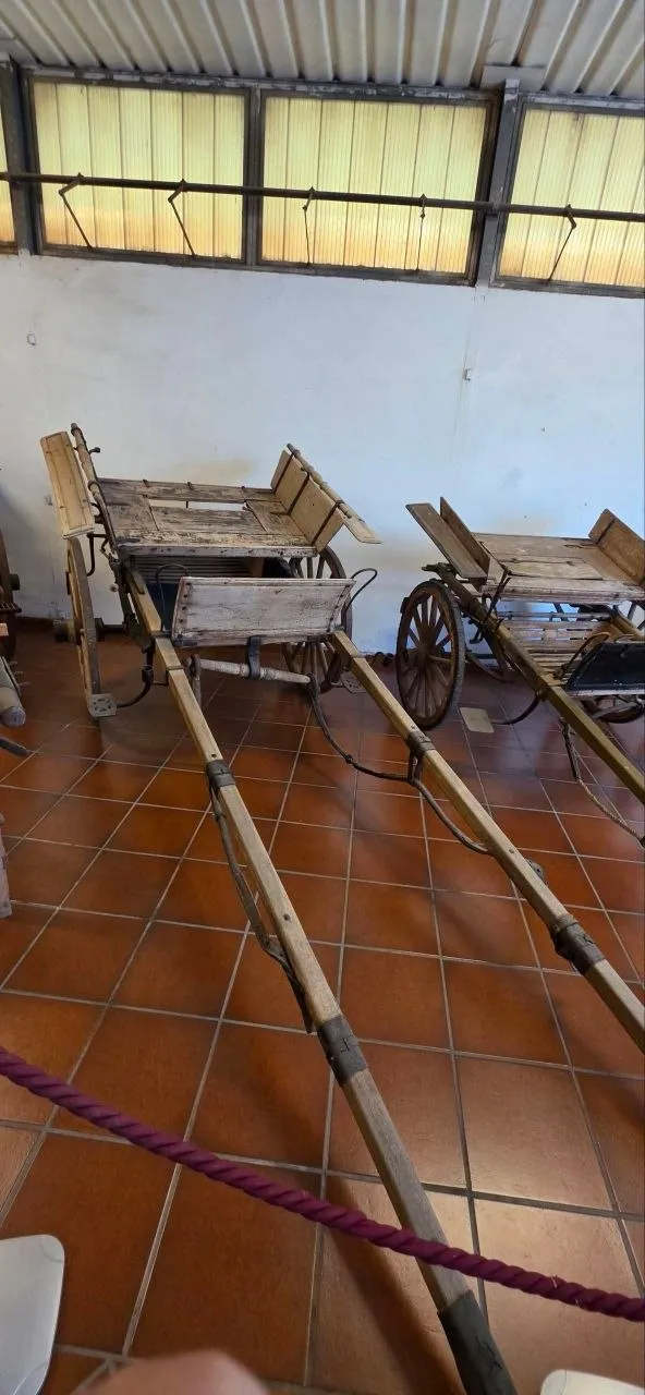 Carri agricoli d'epoca con lunghe stanghe esposti nel museo