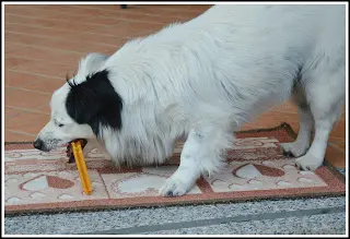 dentastix 6