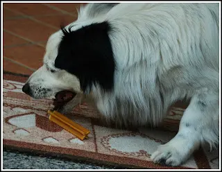 dentastix 5