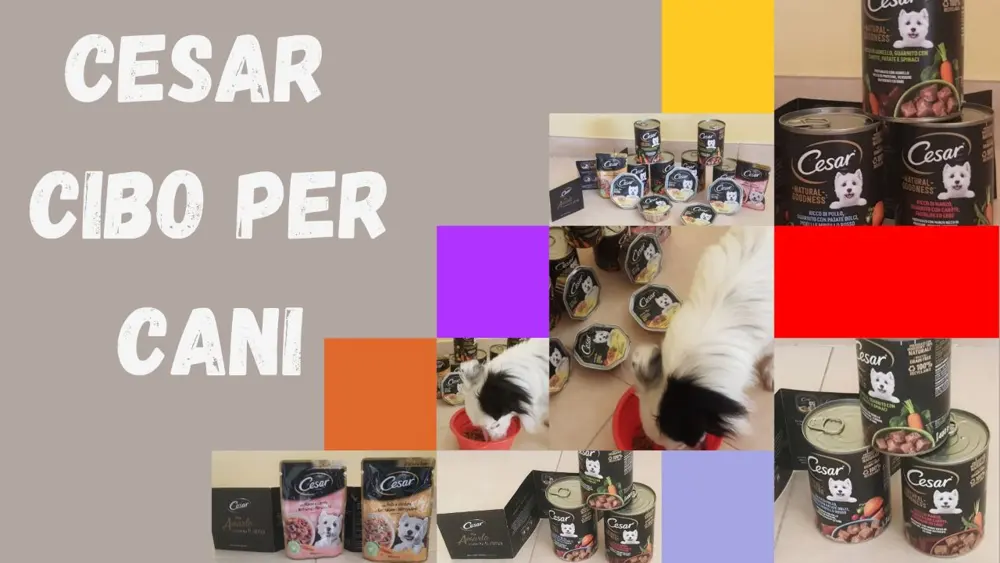 Immagine di copertina dell’articolo «Cesar cibo per cani»