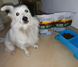 cani 4