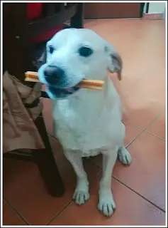 dentastix 7