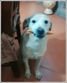 dentastix 8